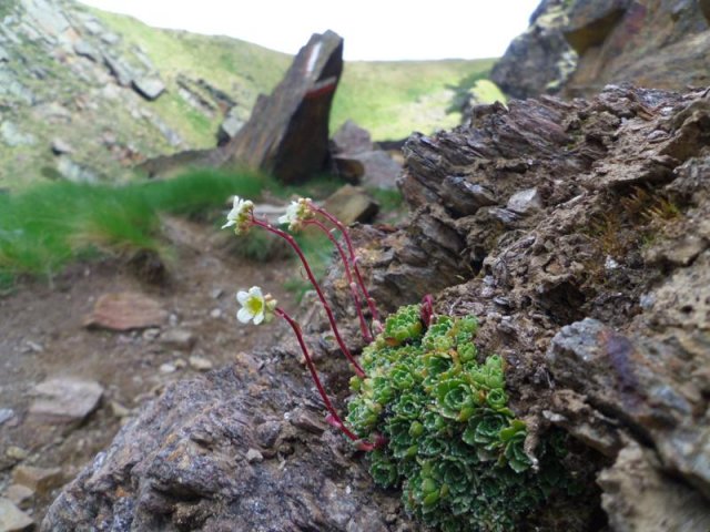 saxifraga paniculata miller